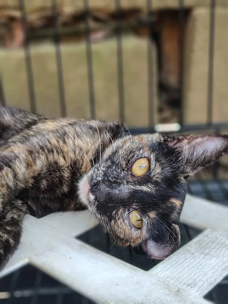 A baby medium-sized female Tortoiseshell Domestic Short Hair cat named Andrea for adoption in Franklin, MA