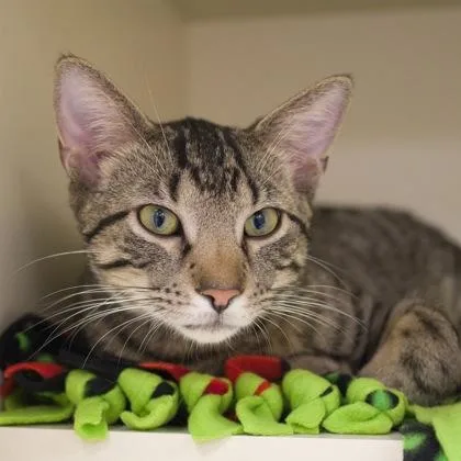 A young small-sized male Domestic Short Hair cat named Dexter for adoption in Verona, WI