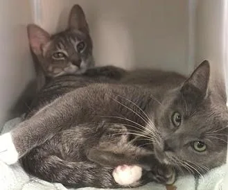 An adult medium-sized female Domestic Short Hair cat named Mapleshade for adoption in West Chester, PA