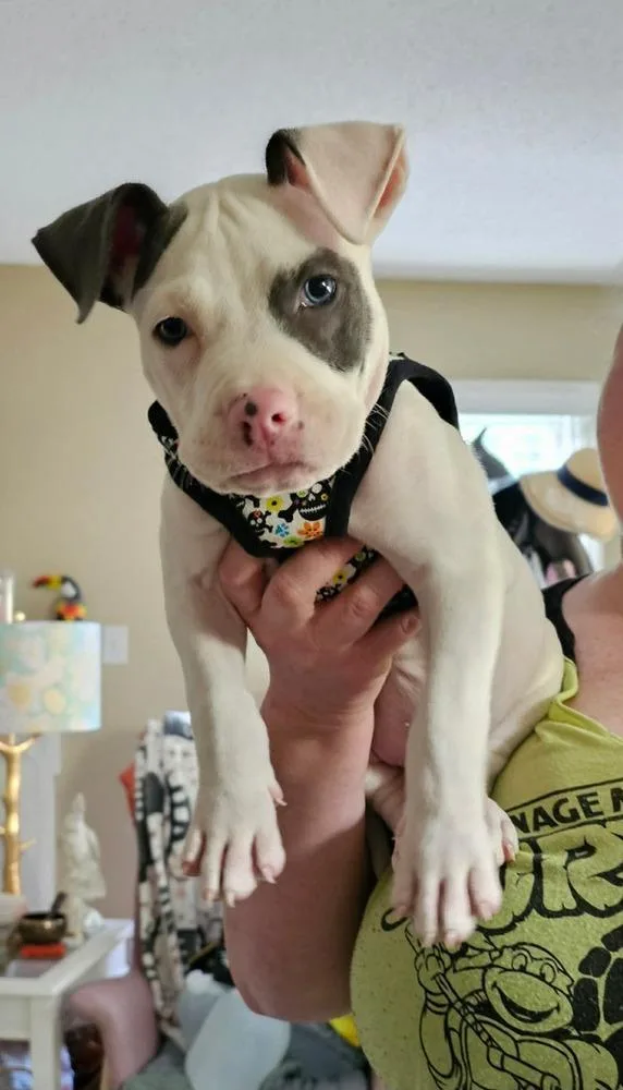 A baby small-sized male American Bulldog dog named Banksy for adoption in Thompson, PA