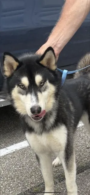 Luca