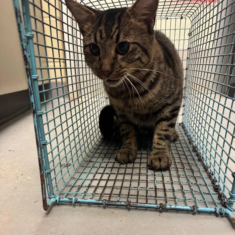 An adult large-sized male Domestic Short Hair cat named Tomato for adoption in Columbus, GA
