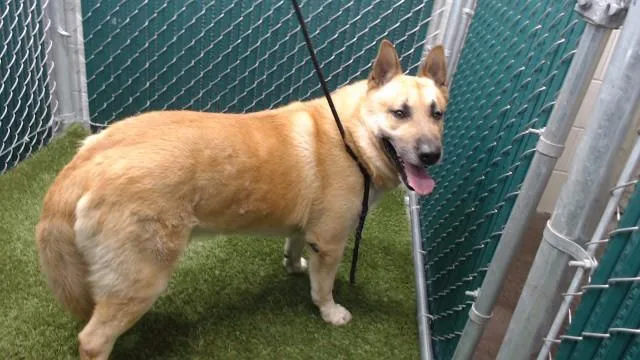 An adult medium-sized male German Shepherd Dog dog named Coco for adoption in Downey, CA