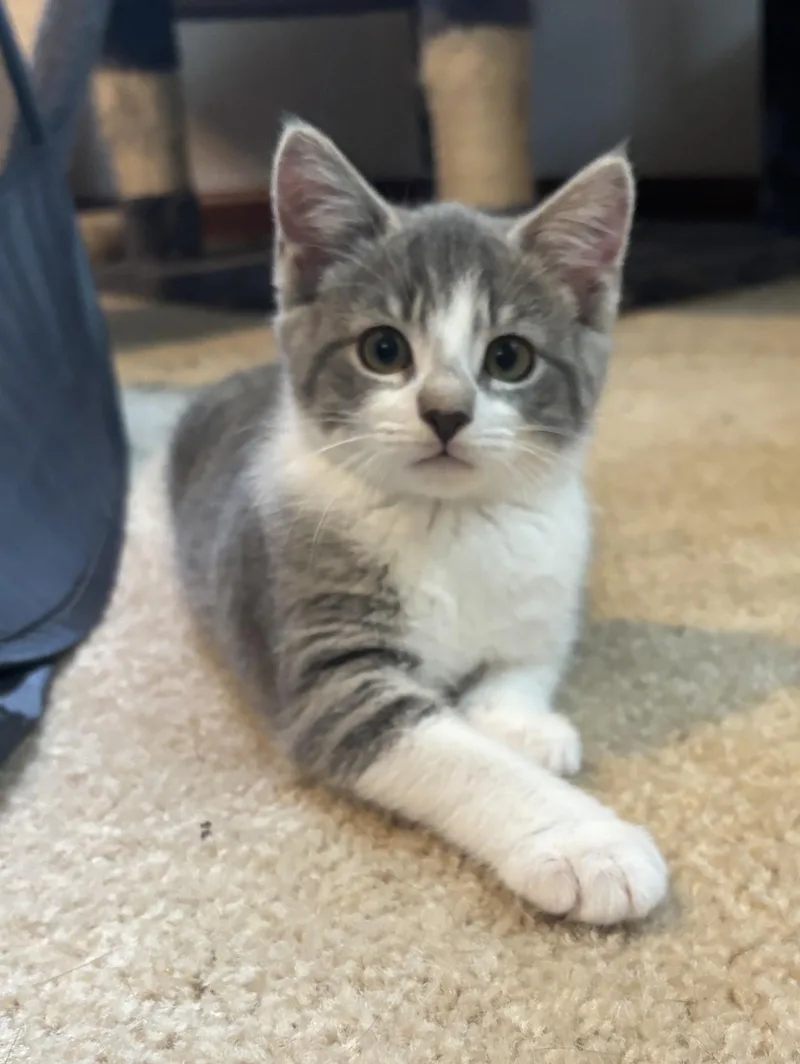 A baby medium-sized female Gray & White Domestic Short Hair cat named Ester for adoption in Dover, DE