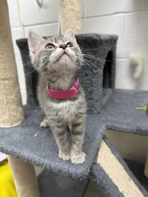 A baby small-sized female Domestic Medium Hair cat named Rachel for adoption in Saint Louis, MO