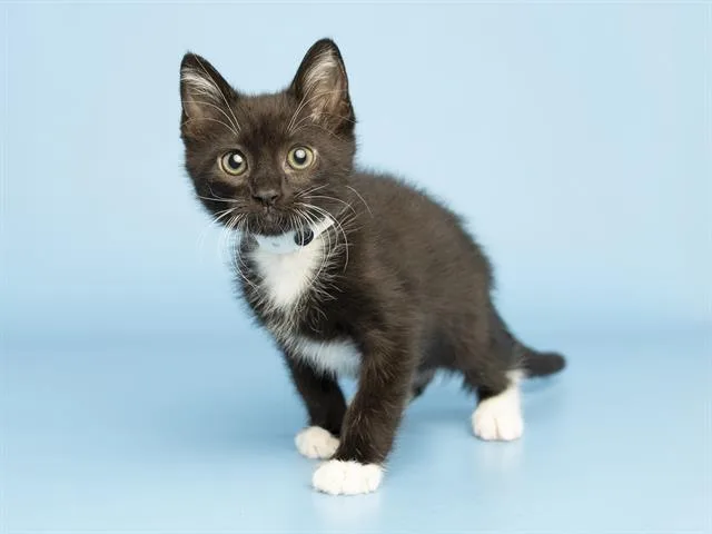 A baby small-sized male Domestic Short Hair cat named Beethoven for adoption in Phoenix, AZ