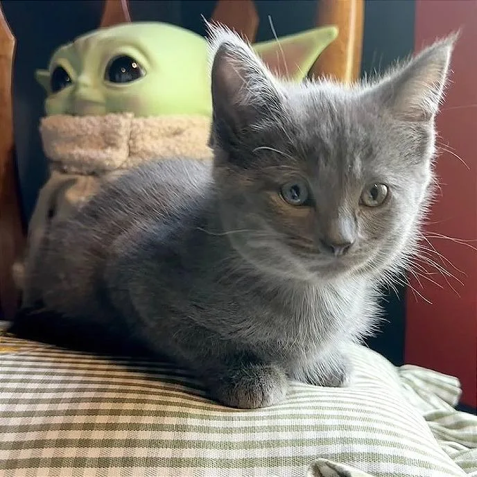 A baby small-sized female Domestic Short Hair cat named Olivia for adoption in Traverse City, MI