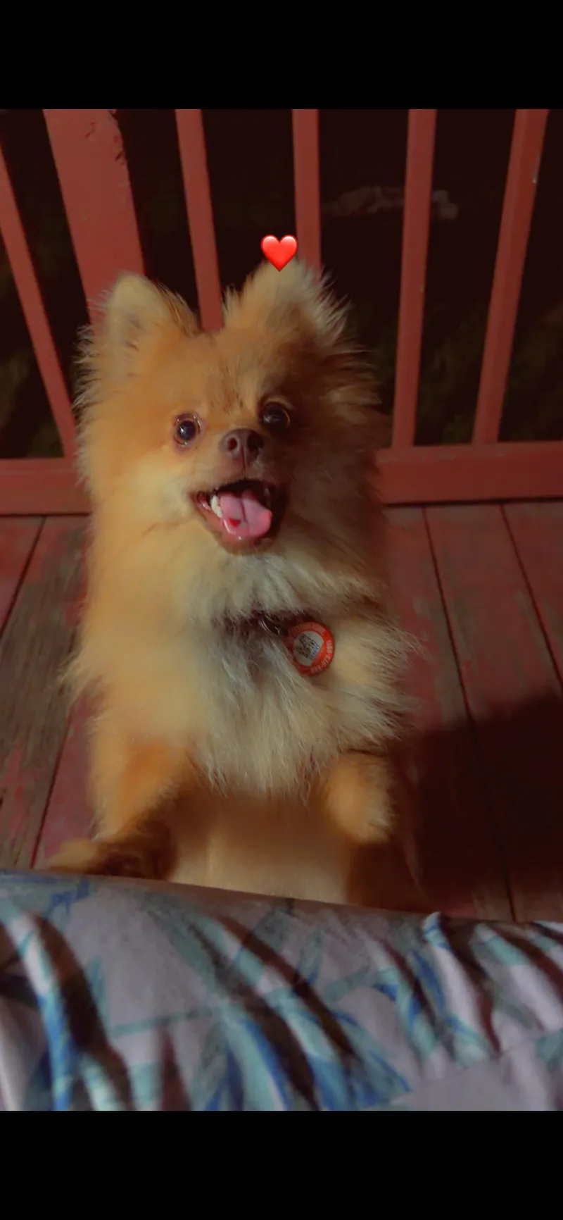 A young small-sized male Red / Chestnut / Orange Pomeranian dog named Puppy for adoption in Winchester, VA