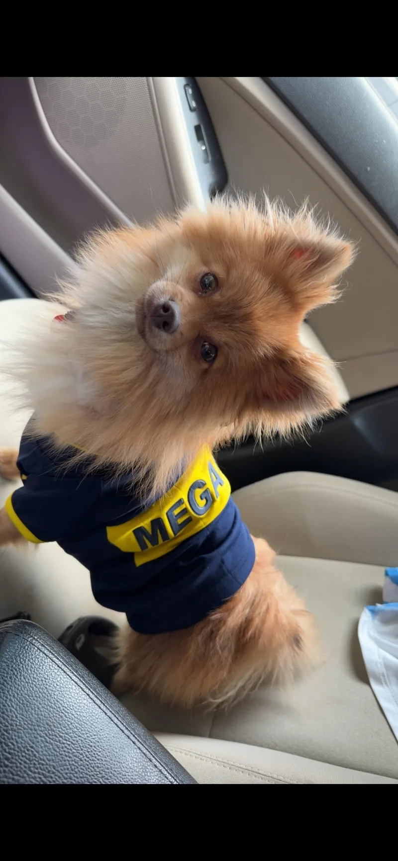 Puppy thumbnail 2