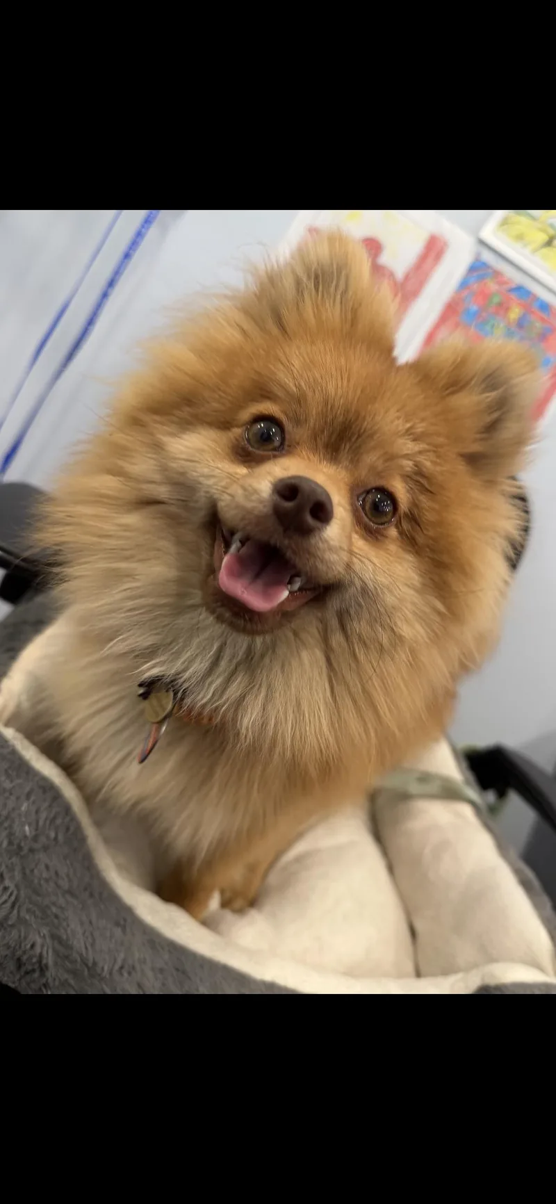 Puppy thumbnail 3