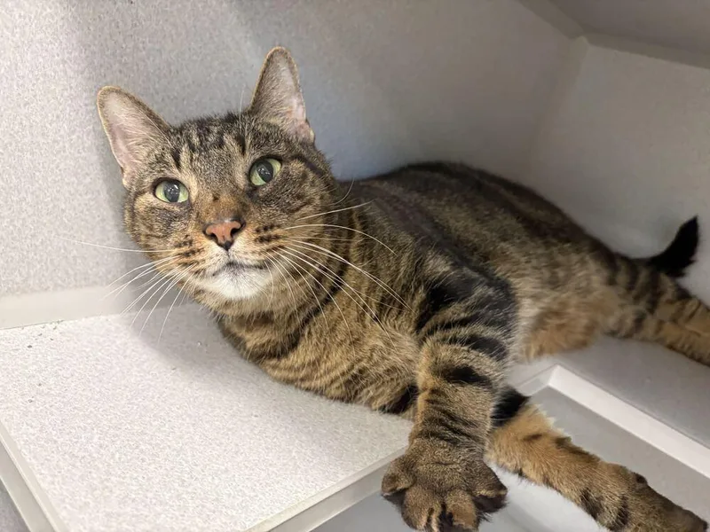 A senior large-sized male Domestic Short Hair cat named Gregory for adoption in Bowling Green, OH