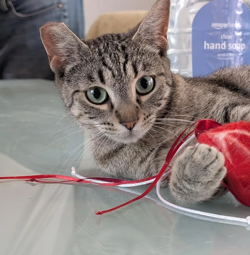 A young medium-sized female Tabby cat named Cathy for adoption in San Pedro, CA