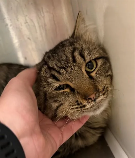 An adult large-sized male Domestic Long Hair cat named Ghibli for adoption in Brighton, CO