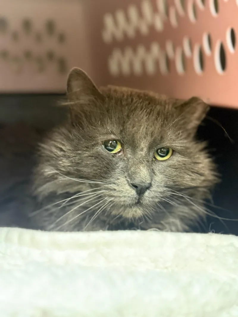 An adult medium-sized male Gray / Blue / Silver Domestic Long Hair cat named Gumpy for adoption in Gaylordsville, CT