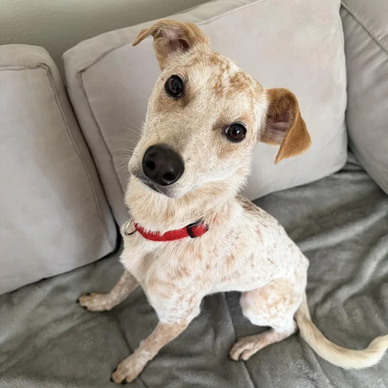 A young medium-sized male White / Cream English Coonhound dog named Dexter Morgan for adoption in New Orleans, LA