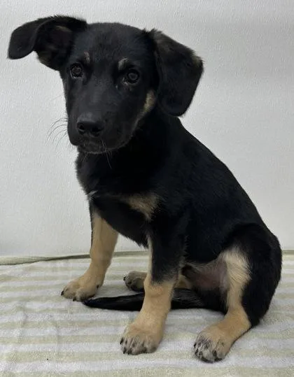 A young medium-sized male Shepherd dog named Sterling for adoption in Phoenix, AZ