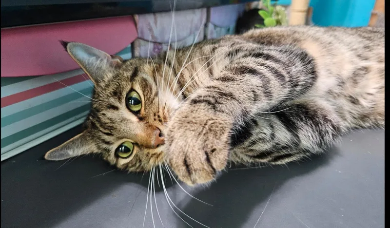 Timber Courtesy Listingcontact Owner thumbnail 2