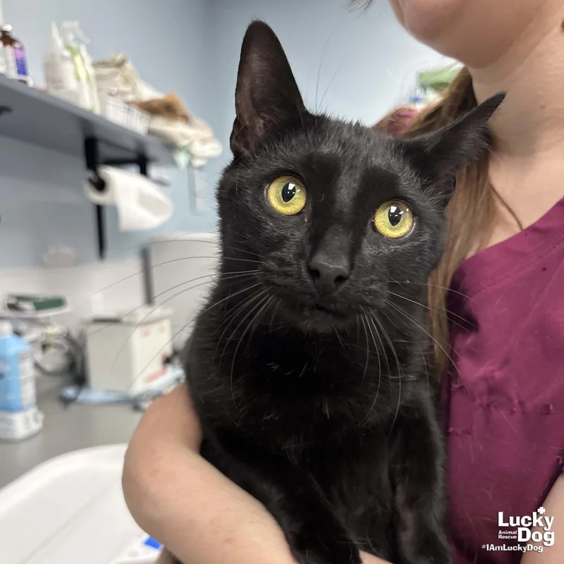 An adult medium-sized female Black Domestic Short Hair cat named Moon for adoption in Washington, DC