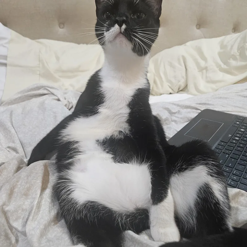A young medium-sized male Black & White / Tuxedo Domestic Short Hair cat named "gus & Myrtle" The for adoption in New York, NY