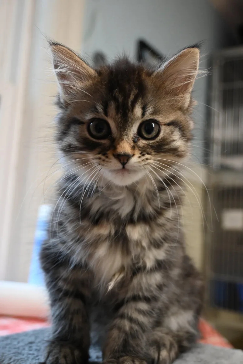 A baby small-sized female Domestic Long Hair cat named Ramona for adoption in Sterling, MA
