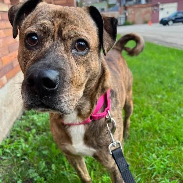 An adult medium-sized male Mixed Breed dog named Baloo for adoption in Pittsburgh, PA