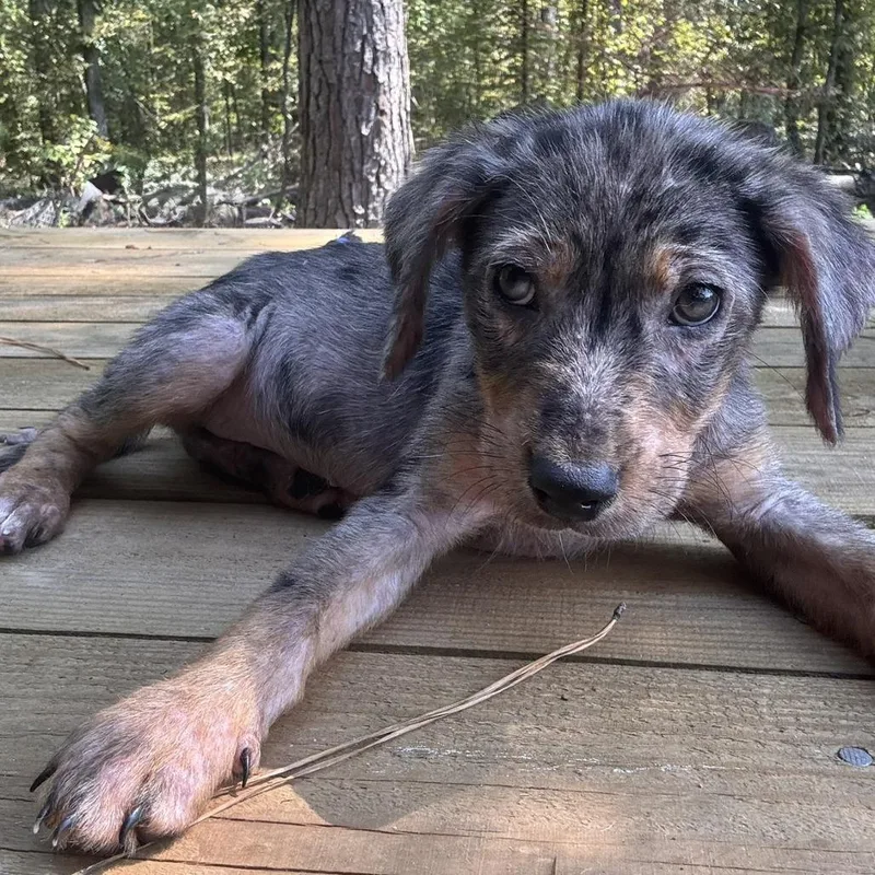 A baby small-sized female Australian Cattle Dog / Blue Heeler dog named Platinum for adoption in Lake Jackson, TX