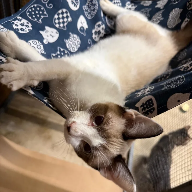 A young small-sized male Brown / Chocolate Domestic Short Hair cat named Squirrel for adoption in Lancaster, OH