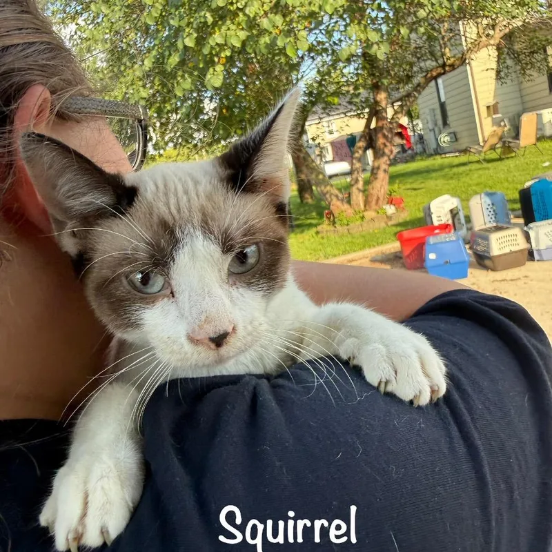 Squirrel thumbnail 2