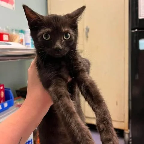 A baby medium-sized male Black Domestic Short Hair cat named Cosmo for adoption in Edwardsville, IL