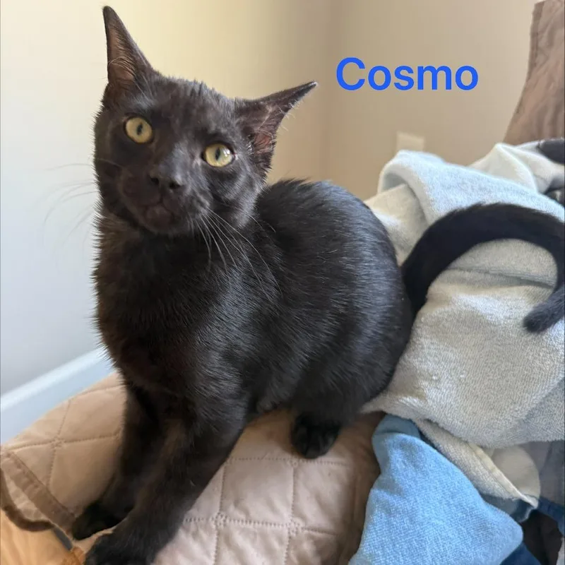 Cosmo thumbnail 2
