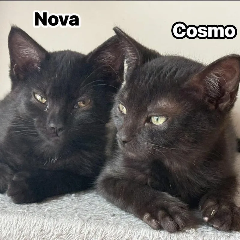 Cosmo thumbnail 3