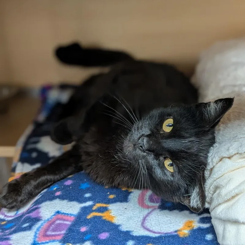 An adult medium-sized male Black Domestic Short Hair cat named Fedora for adoption in Brookfield, WI