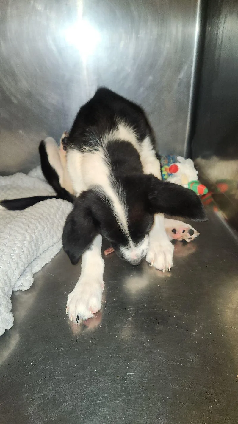 A young medium-sized female Australian Shepherd dog named Salena for adoption in Cortland, NY