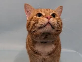 An adult small-sized male Domestic Short Hair cat named Simba for adoption in Golden Valley, MN