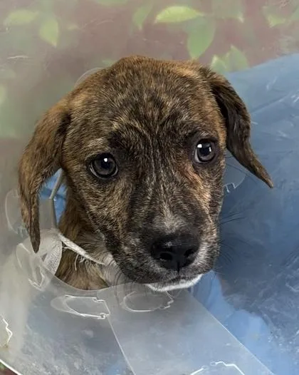 A young small-sized male Terrier dog named Morty for adoption in San Antonio, TX
