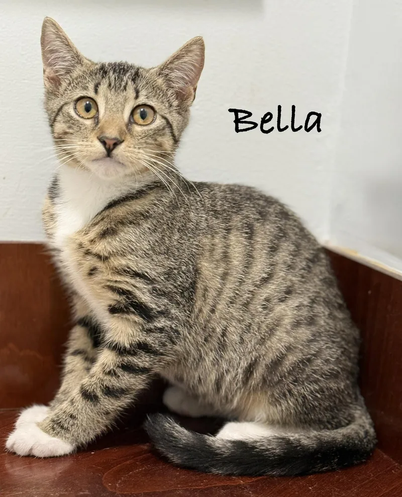 A baby medium-sized female Tabby (Brown / Chocolate) Domestic Short Hair cat named Bella for adoption in Pawleys Island, SC