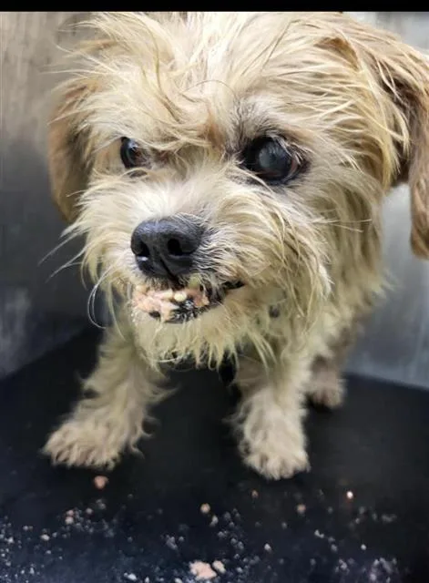 A senior small-sized male Lhasa Apso dog named Grand Sir for adoption in San Antonio, TX