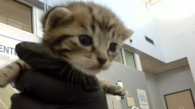 A baby medium-sized male Domestic Medium Hair cat named Papaya for adoption in Dallas, TX
