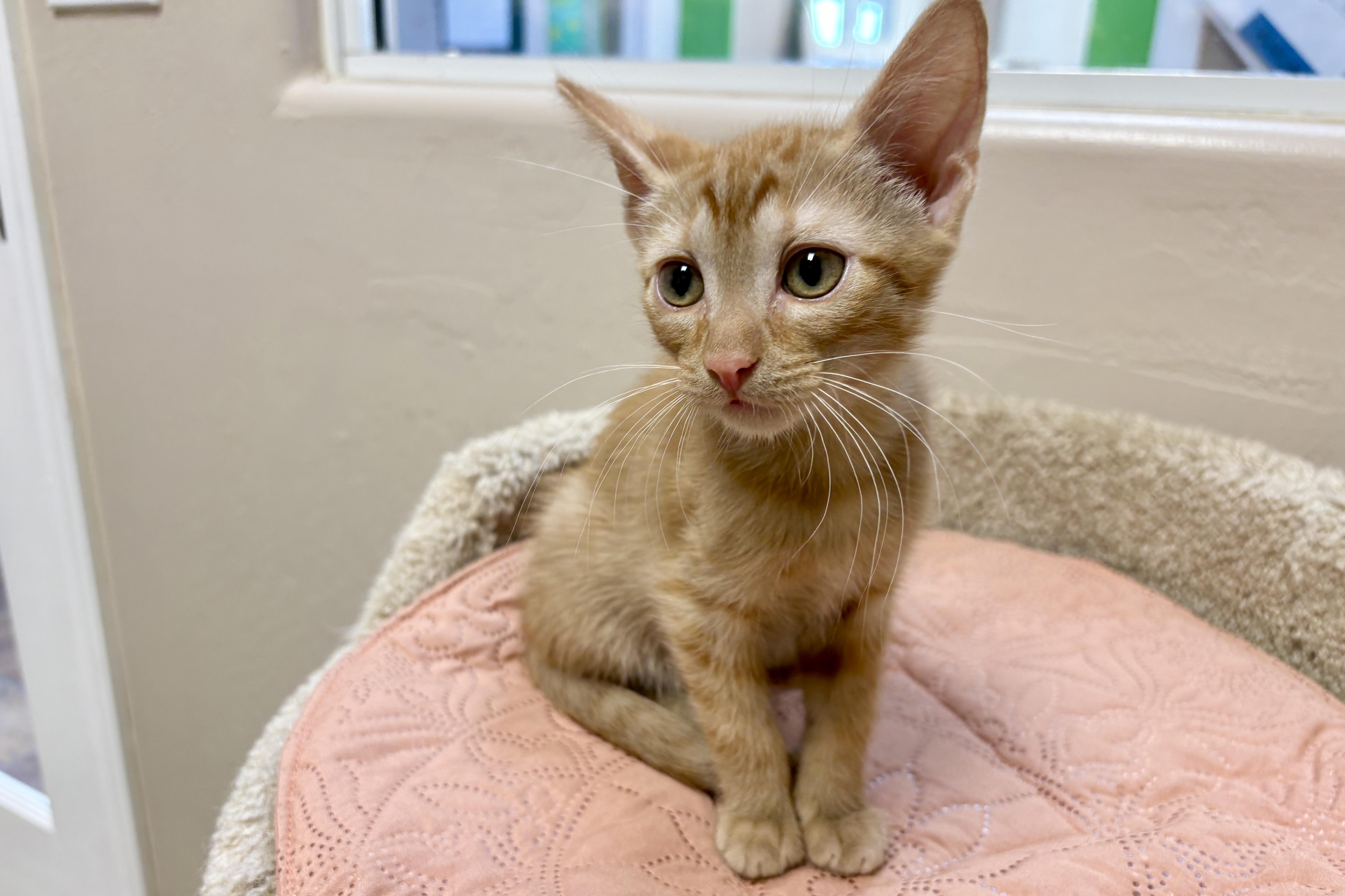 A baby small-sized male Domestic Short Hair cat named Argo for adoption in Fountain Hills, AZ