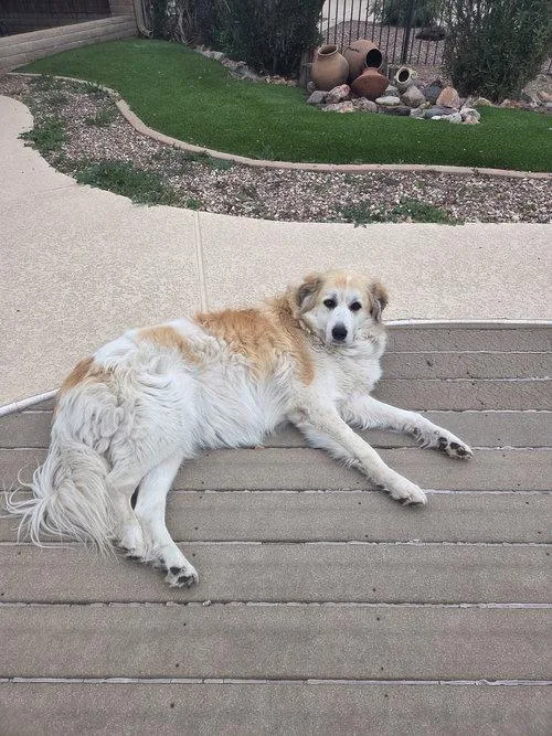 An adult large-sized female White / Cream Great Pyrenees dog named Uma for adoption in Spring, TX