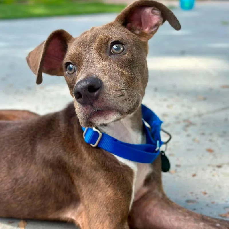 A baby medium-sized male Brown / Chocolate Pit Bull Terrier dog named Whiskey for adoption in Seminole, FL