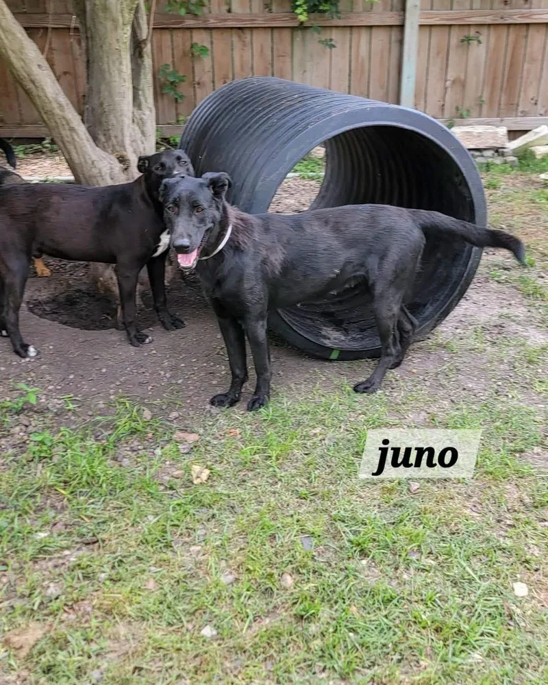 A young large-sized female Black Labrador Retriever dog named Juno for adoption in New Rochelle, NY