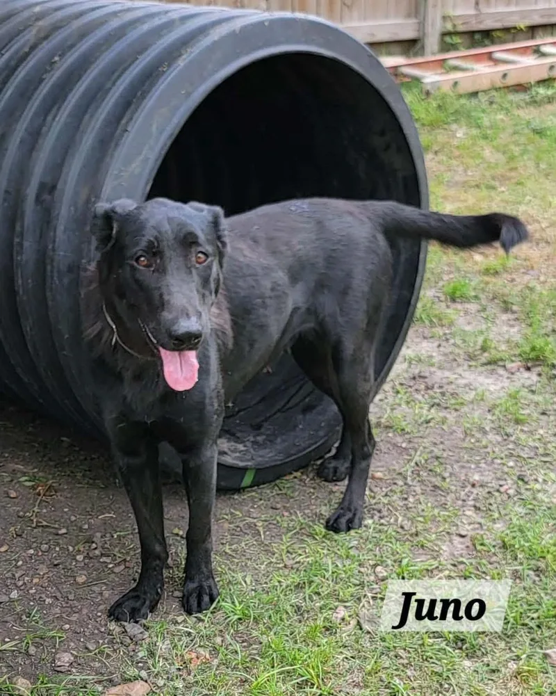 Juno thumbnail 2