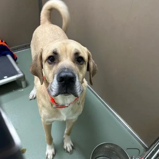 An adult large-sized male Yellow / Tan / Blond / Fawn Anatolian Shepherd dog named King for adoption in Lyndhurst, VA