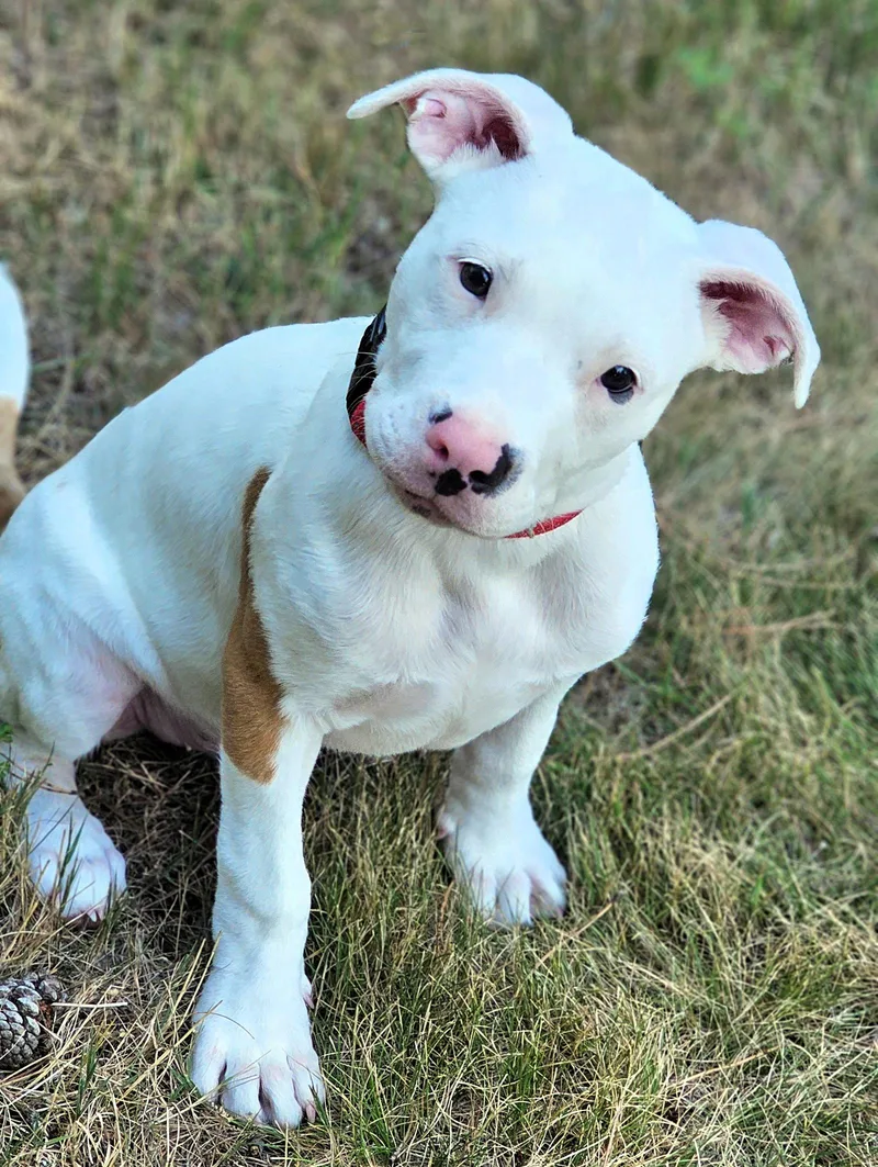 A baby medium-sized male Pit Bull Terrier dog named Freddy for adoption in Framingham, MA
