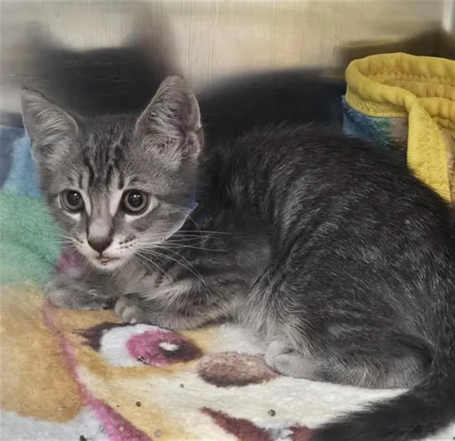 A baby small-sized male Domestic Short Hair cat named Leon for adoption in Fort Lauderdale, FL