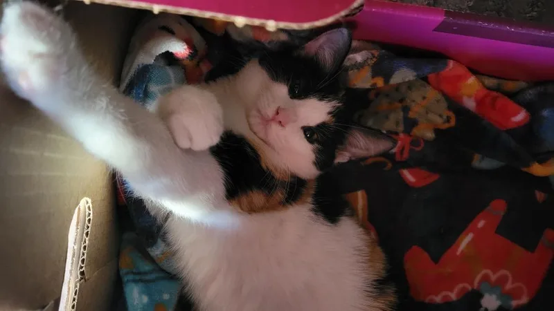 A baby medium-sized female Calico cat named KitKatBar for adoption in San Antonio, TX