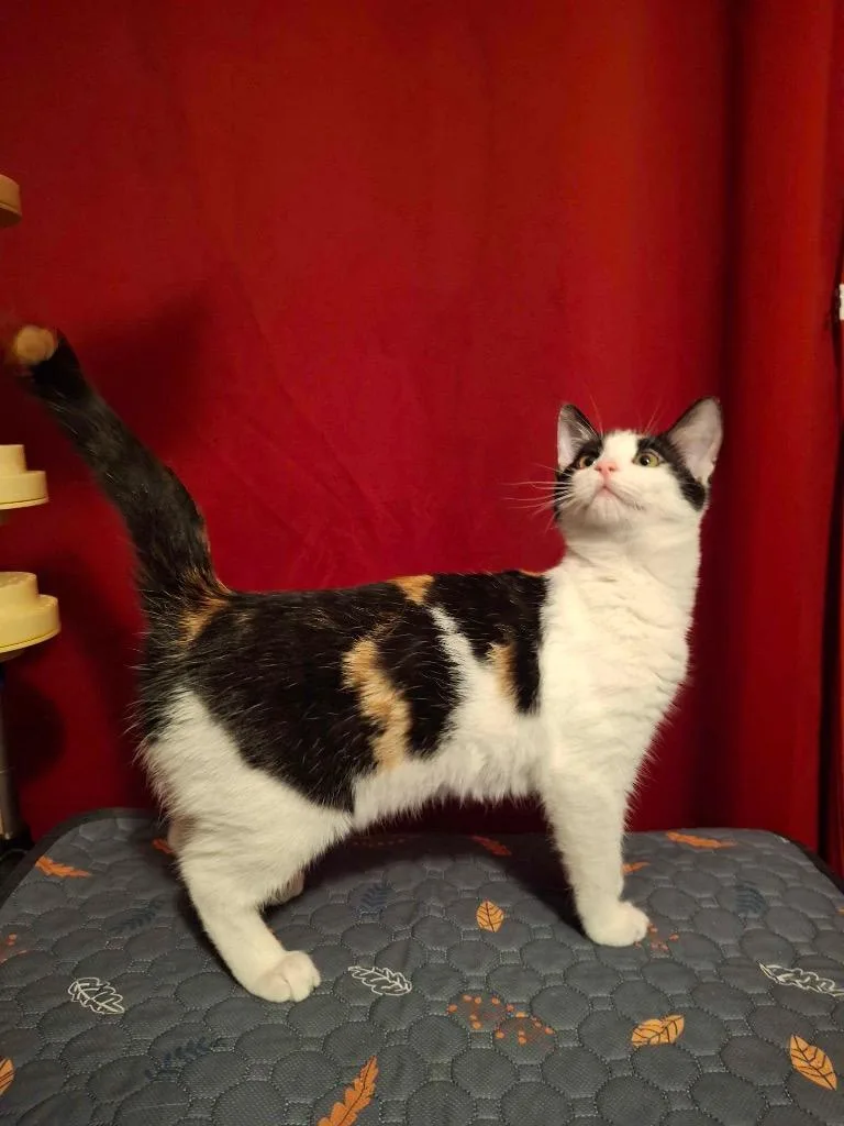 KitKatBar thumbnail 4