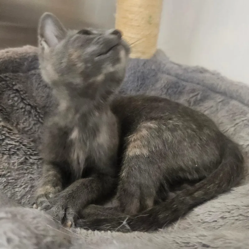 A baby small-sized female Tortoiseshell Domestic Short Hair cat named Bunny for adoption in Grantsville, UT