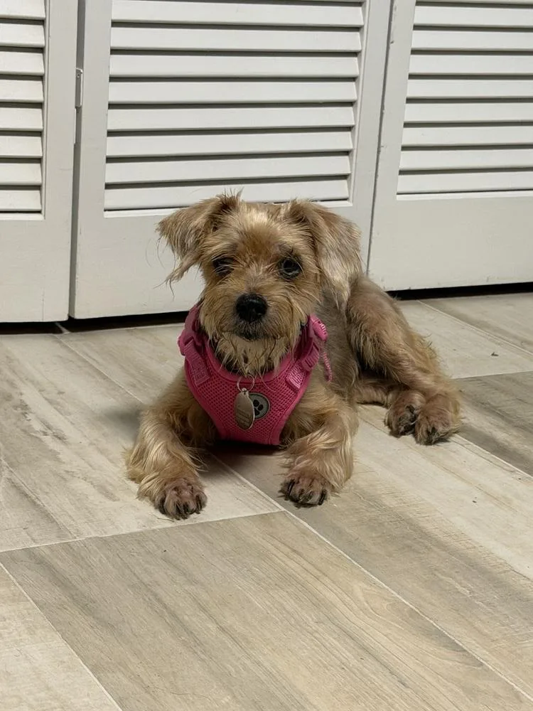 A senior small-sized female Mixed Breed dog named Bella for adoption in Melbourne Beach, FL